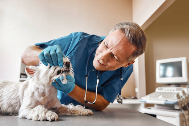 Best Emergency Dental Surgery in Glendale, CO